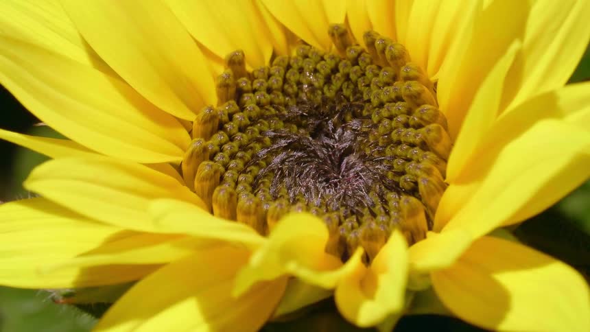 Big yellow petals of a sunflower waving in the wind outdoors