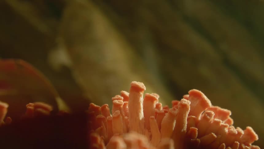 Mass of orange tubes grows against a greenish yellow background