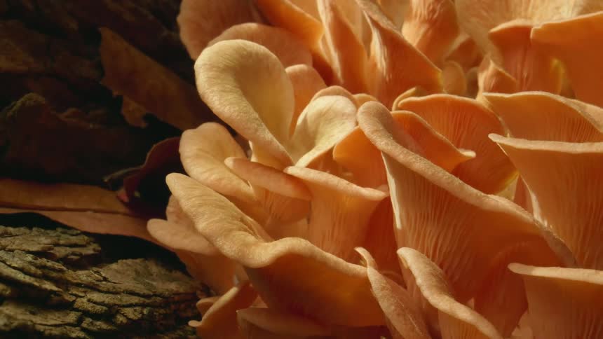 The fungus blossom outside