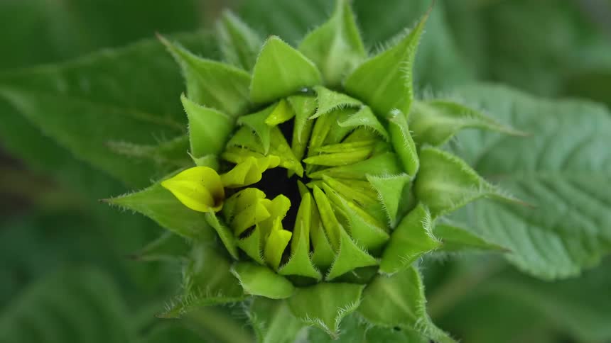 A plant with leaves and a flower