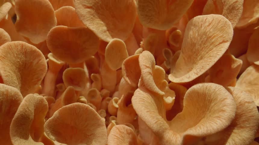 Timelapse of a close view of mushrooms growing