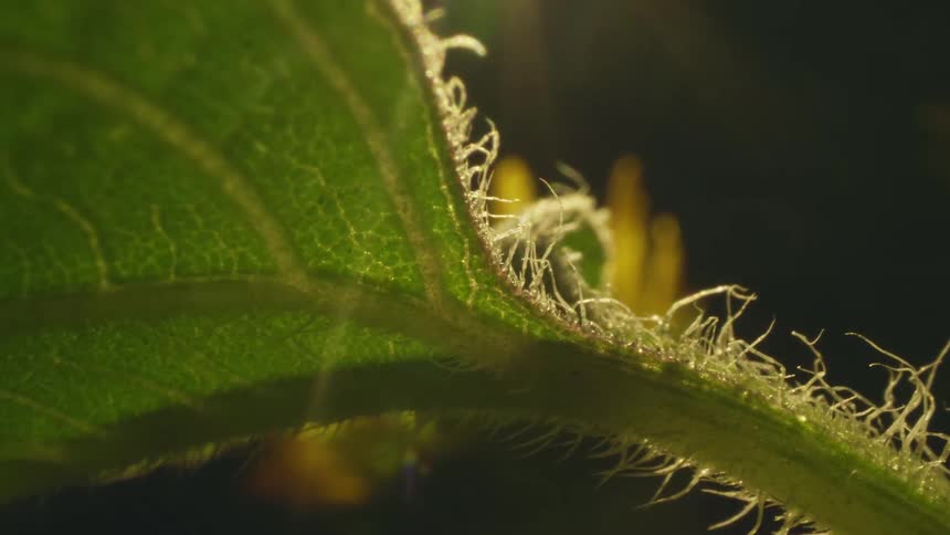 A view of a leaf on a plant