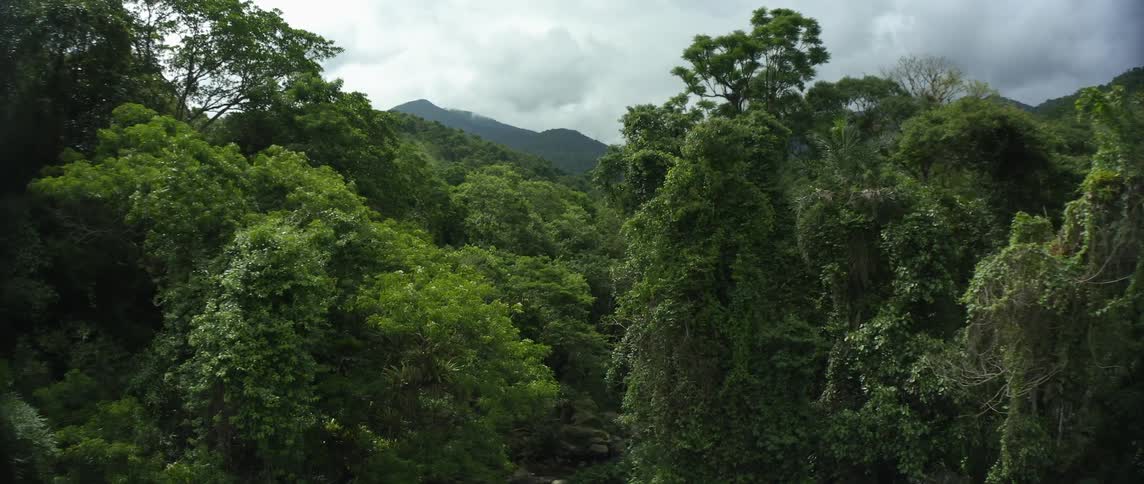 Dark storm clouds floating above green trees in a forest