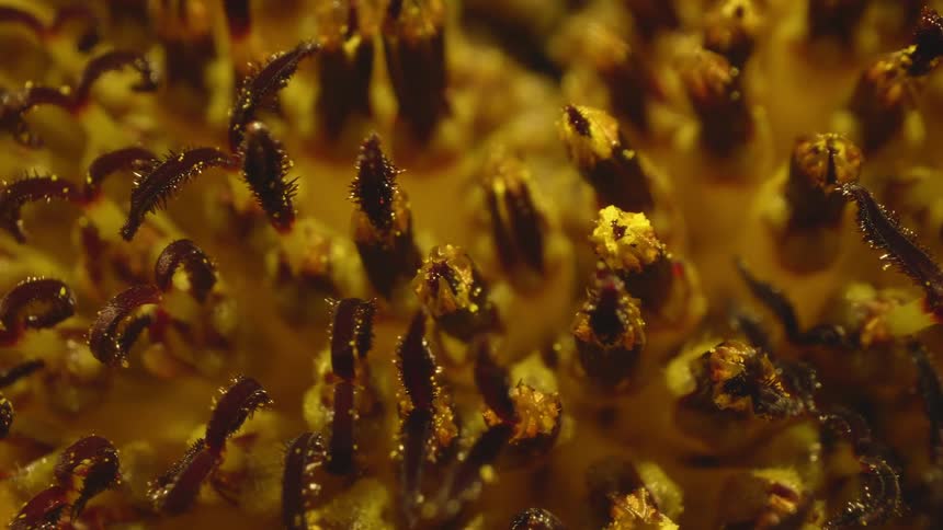 Pollen coats center of flower with bright yellow petals