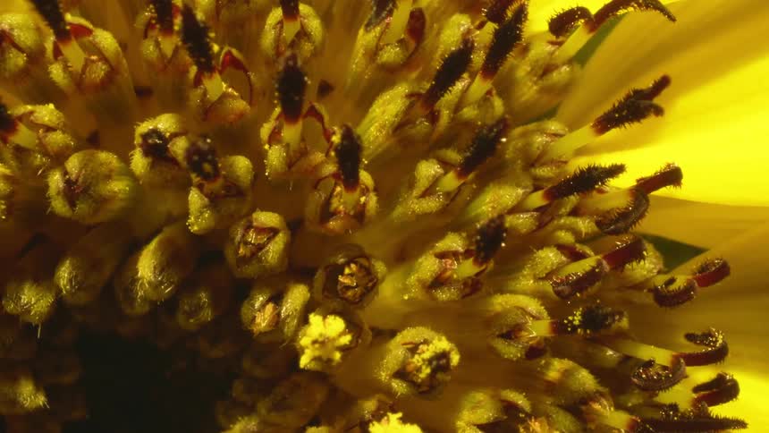 A view of the inside of a flower