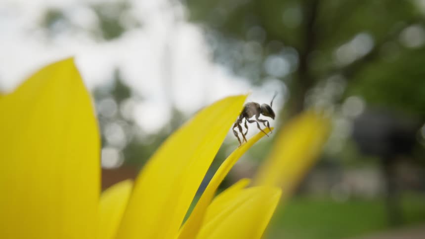 A bee is on a flower petal cleaning itself