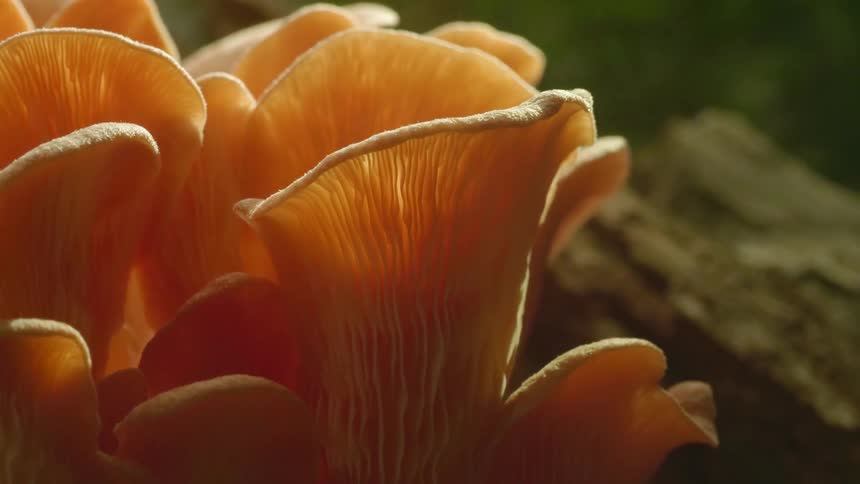 A growing plant in nature