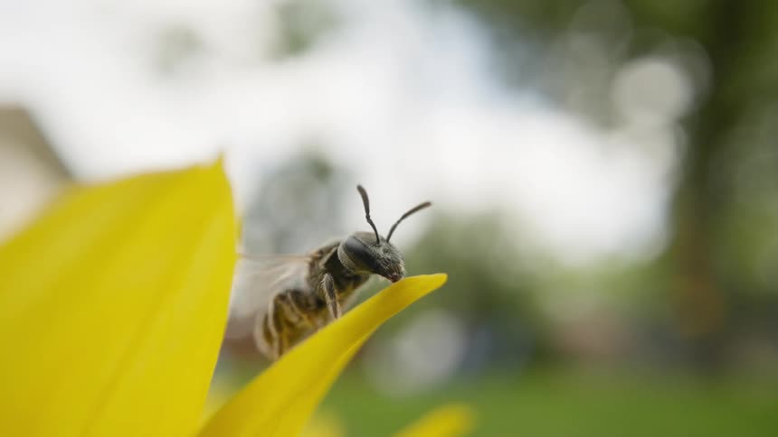 Bee strokes its legs over its body as it sits on yellow flower