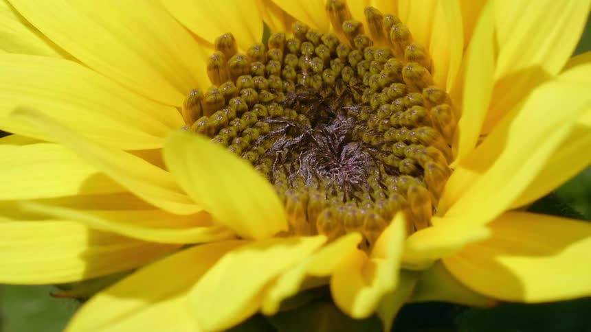 The leaves of a yellow flower move as rain drops fall on it