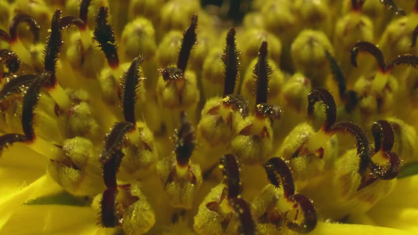 Sprouts shoot up through pods