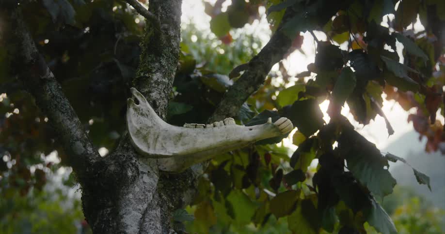 The lower jawbone of an animal juts out from a tree trunk up near branches