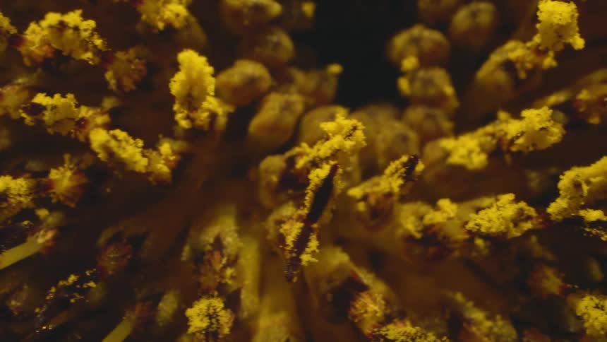 Close up of pollen collected on the interior fillaments of a yellow flower