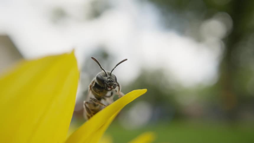 A bee is on a flower petal cleaning itself