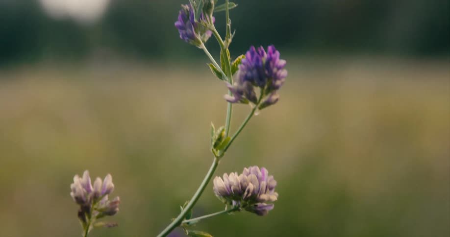 Purple wild flowers growing on a field at daytime