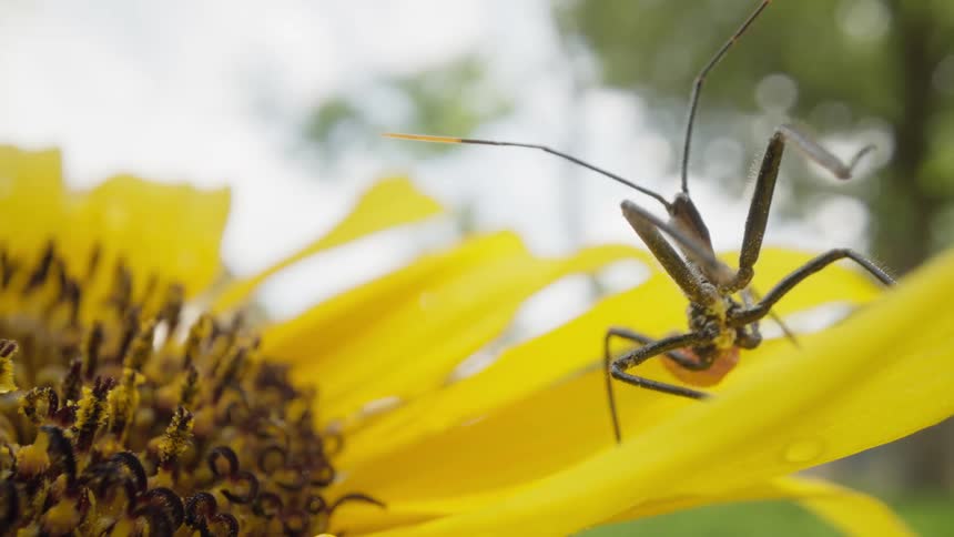 The insect stands still on the flower petal