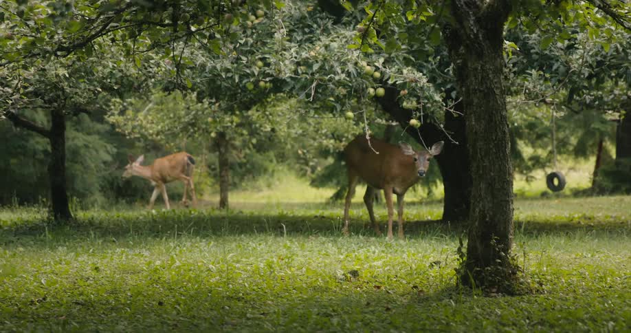 Couple of deer grazing on the green grass in the backyard between the trees