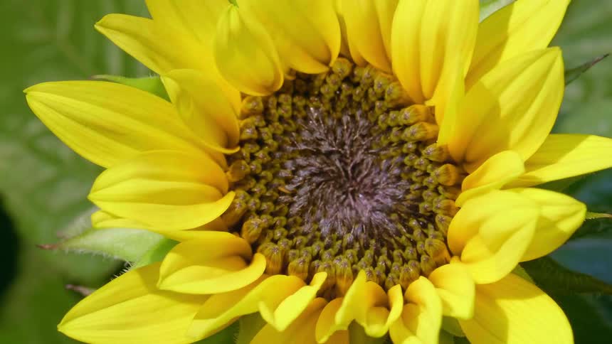 The leaves of a yellow flower move as rain drops fall on it