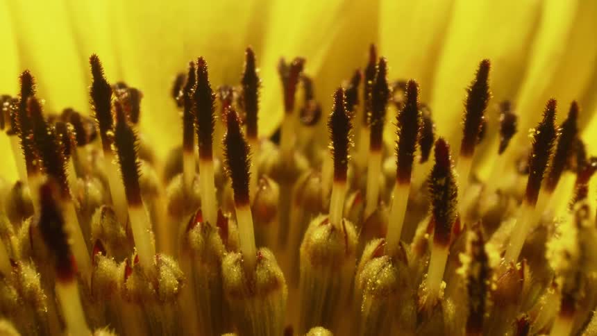 A small insect flies around the center of a yellow flower