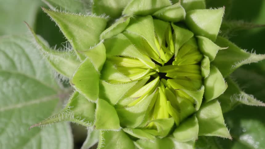 A plant with leaves and a flower