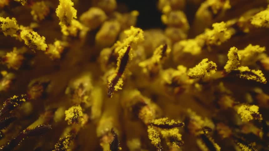 Close up of yellow polen on the interior of a flower