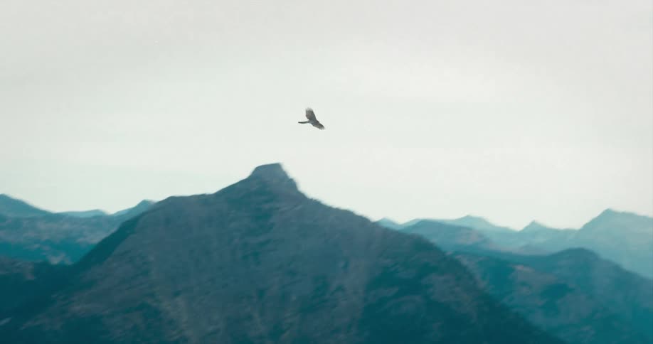 A bird flies all around in the sky by the mountain