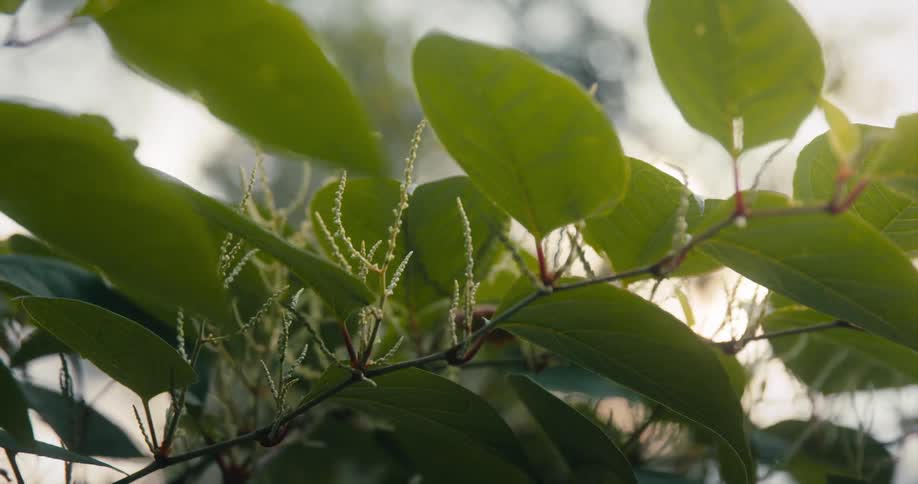 Close view of leaves on a plant with the sun lighting the leaves from behind