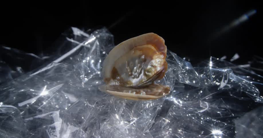 An open oyster shell is sitting on ice and water is pouring out of it