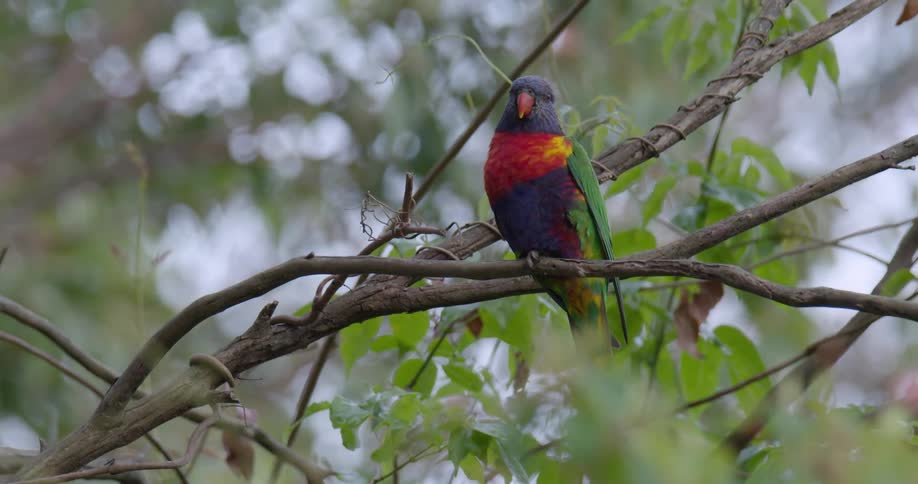A colorful bird sits perched on a branch in a tree