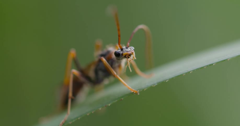Close up of bug sitting on green leaf