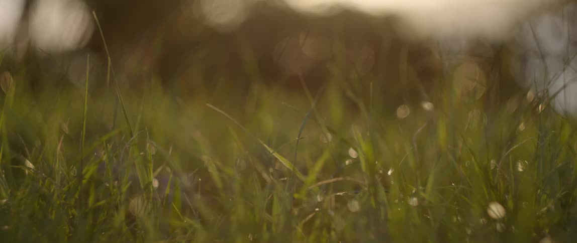 Dew drops hang on blades of grass swaying slightly in breeze