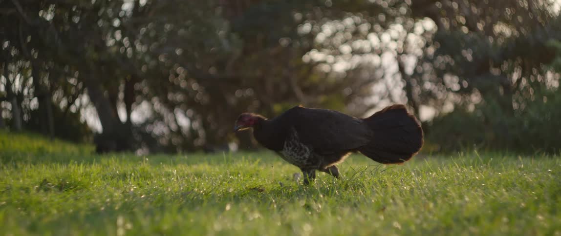 A turkey pecks at grass while walking in a field