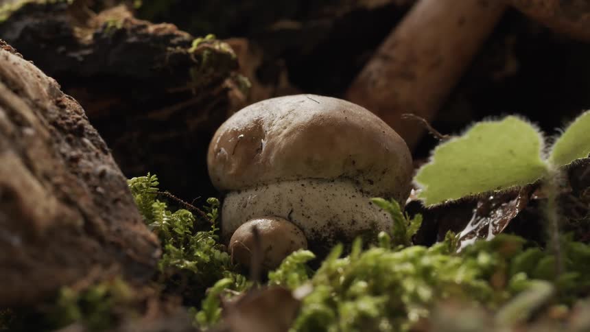 Mushroom nestles between rocks and small plant