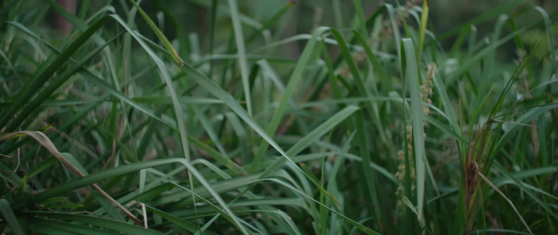 Long tall green grass growing outdoors