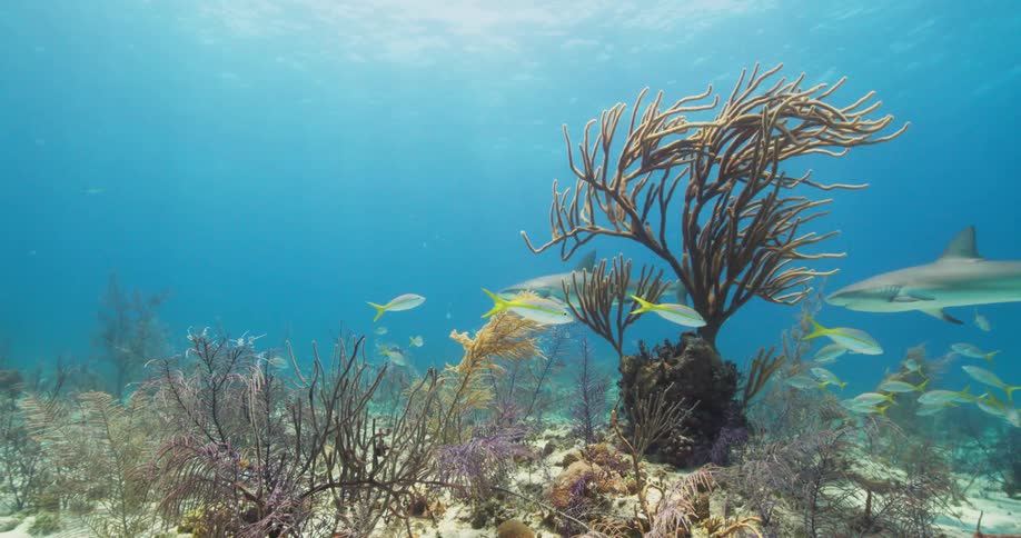 Fish and sharks swim in clear blue waters around reef and plants
