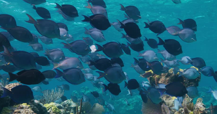 School of fish swimming over the coral reef underwater on the blue ocean water