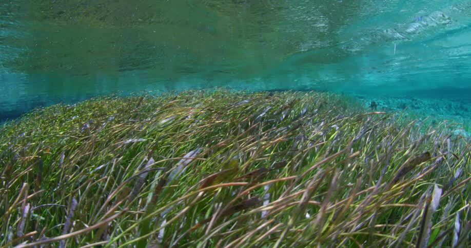 The waver moves fast over the seaweed