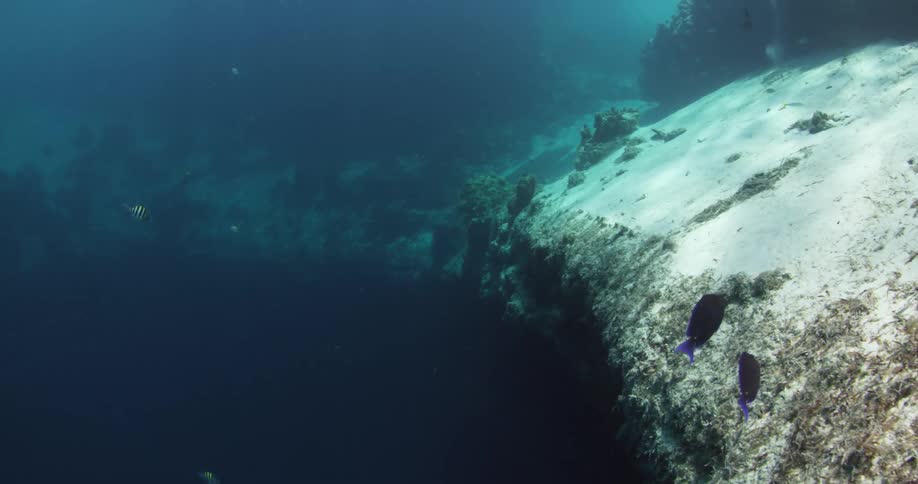 Deep under the ocean water a number of small fish swim near an ocean shelf