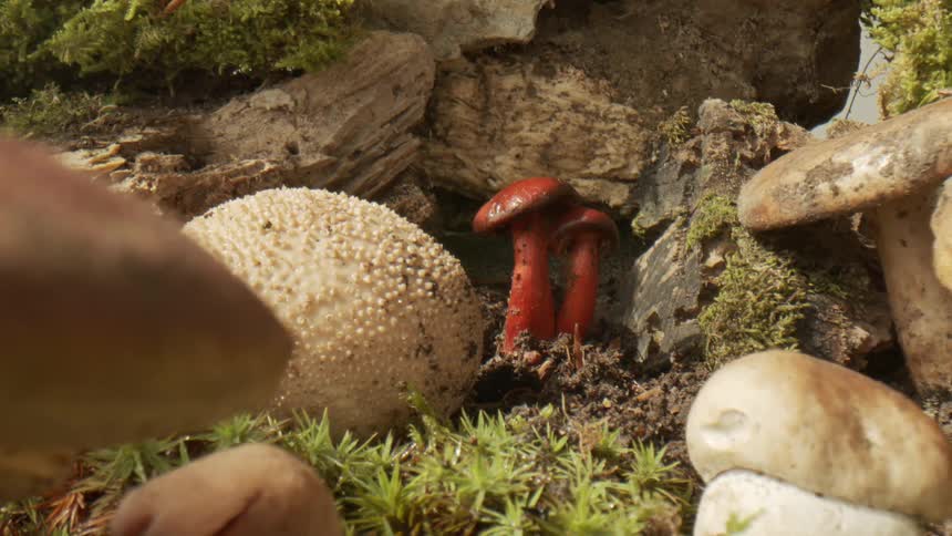 Time lapse of mushrooms growing on a forest at daytime