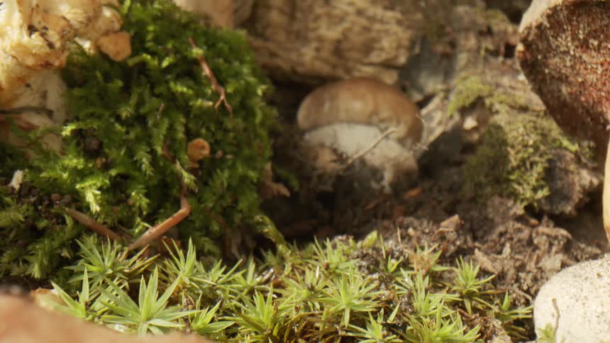 Close up of wild mushrooms in the forest