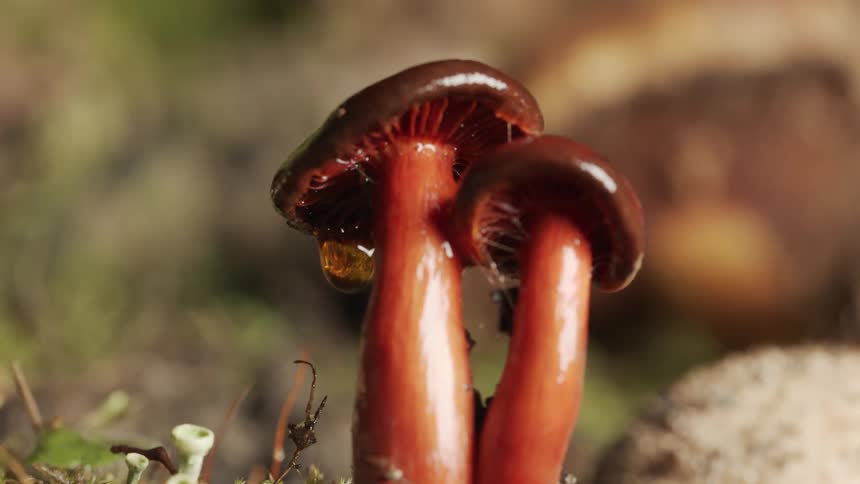 A pair of small red mushrooms stand next to each other as liquid drips off of ones of them