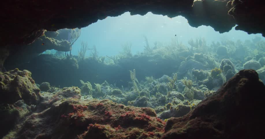 A coral reef underwater with a fish swimming and sunlight in the background