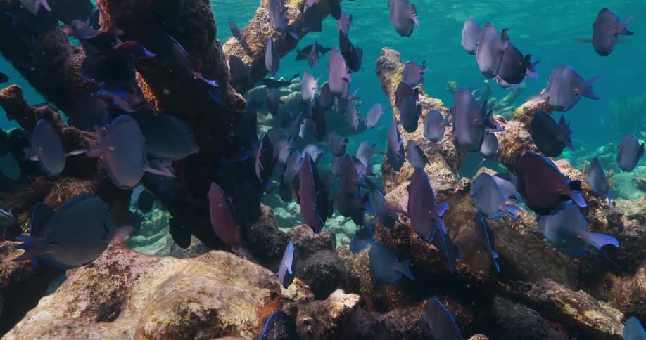 Tropical fish use fins and tails for swimming