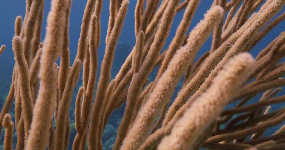 Coral reef move back and under underwater