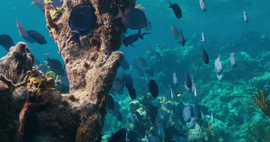 Blue fish swim around a coral reef