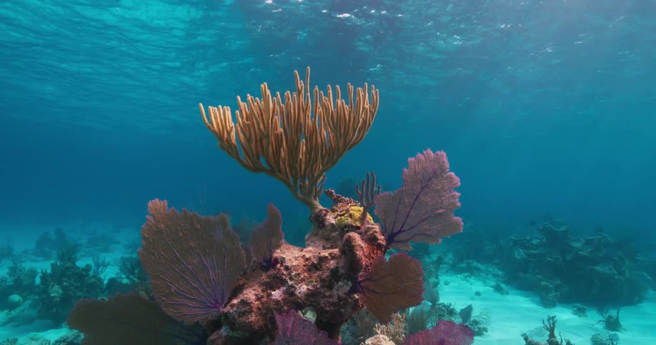 The coral reef sways in the blue water