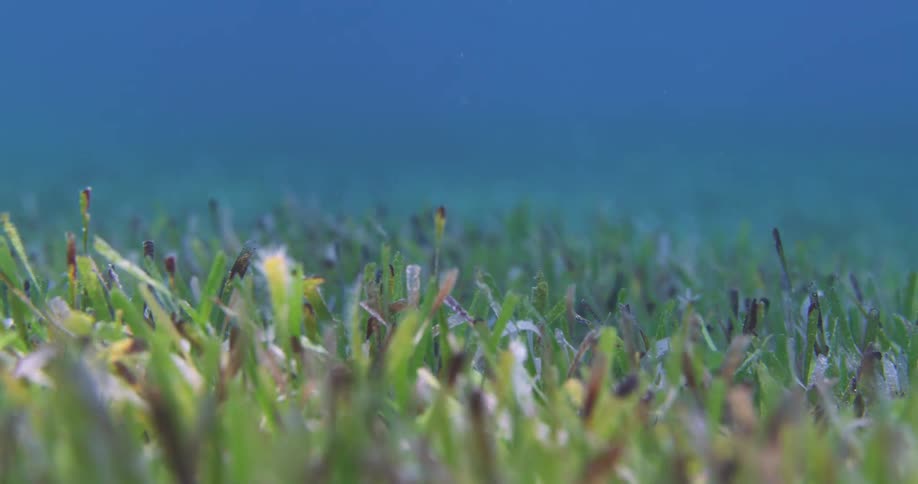 Underwater footage of Sea GRasswaving on the current on the blue ocean water