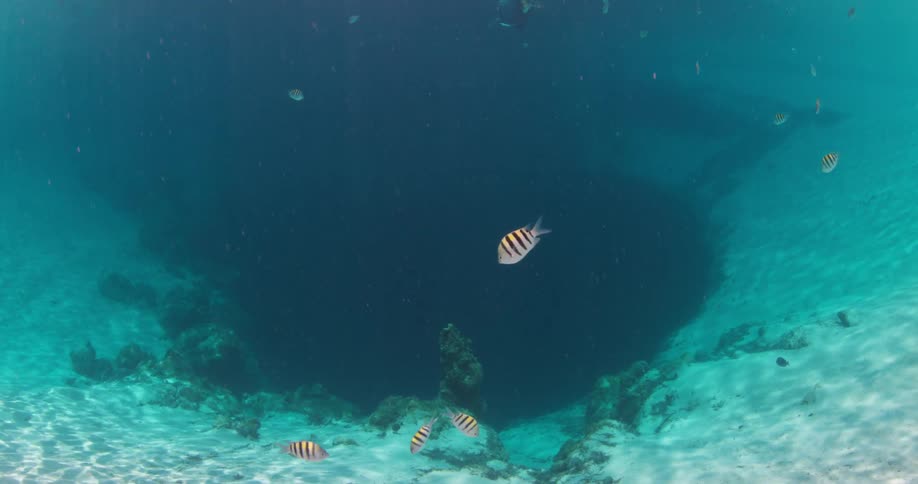 Striped fish swim around a cavern in the ocean floor