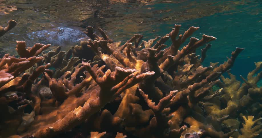 A large network of colorful coral can be seen under the ocean surface