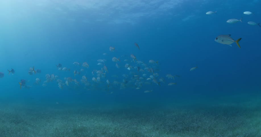 A group of fish that are swimming in the ocean