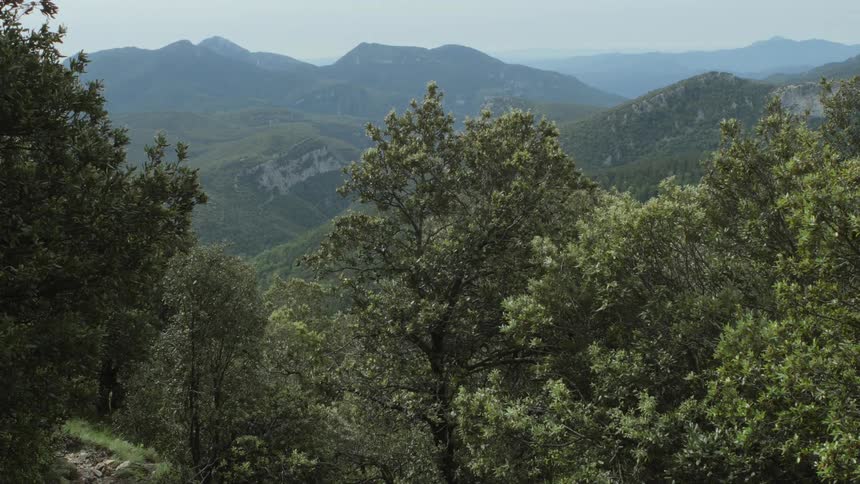 The tall trees lead to the mountain range covered with fog